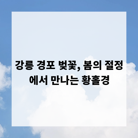 강릉 경포 벚꽃, 봄의 절정에서 만나는 황홀경